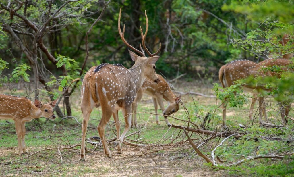 a-herd-of-spotted-deer-walks-away-into-the-forest-2026-01-09-11-50-06-utc