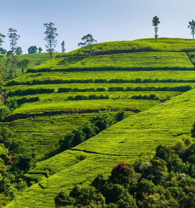 Green tea plantation in the mountains. Sri Lanka