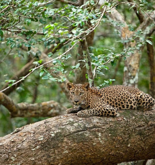 lephard-yala-srilanka