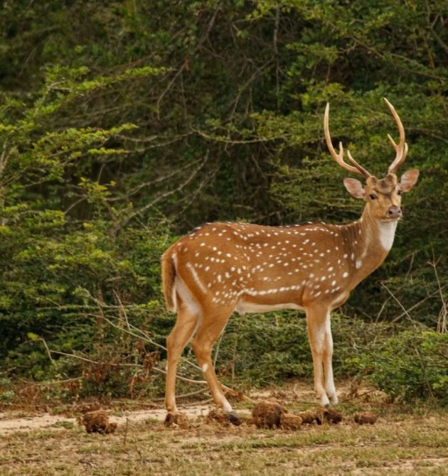 spotted-deer-chital-sri-lanka-safari